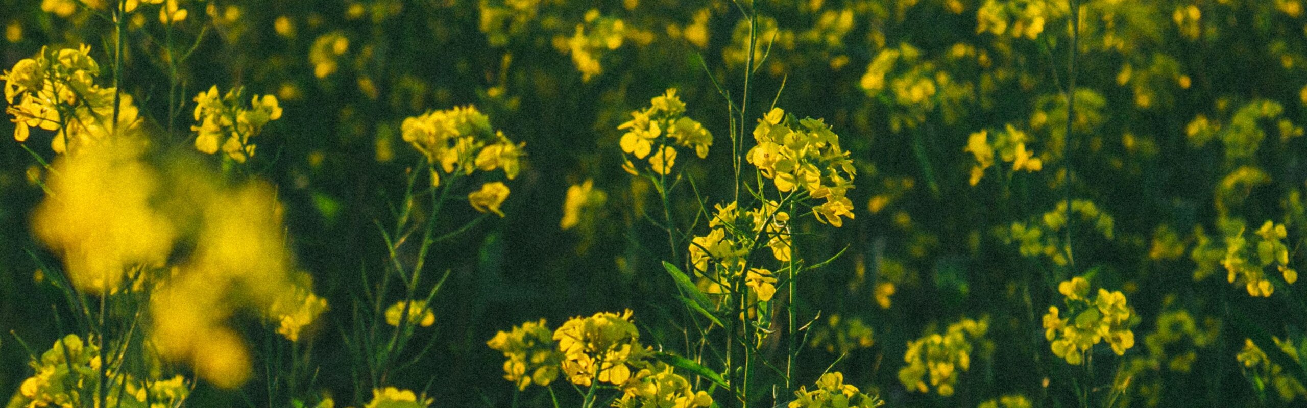 Senfblüten auf einem sonnigen Feld – Naturaufnahme als Hintergrundbild für Develey Website