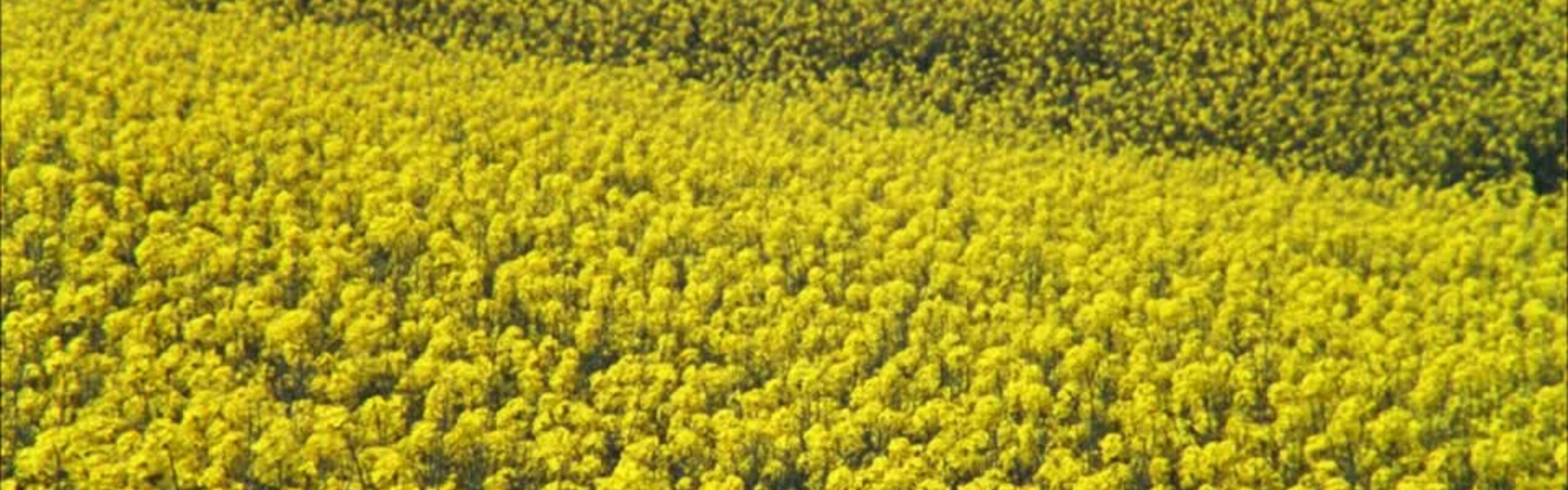 Weitläufiges gelbes Senffeld – Symbolbild für nachhaltige Landwirtschaft und klimabewusste Wertschöpfung bei Develey