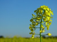 Nahaufnahme einer gelben Senfpflanze auf einem Feld – Grundlage für Senfprodukte bei Develey