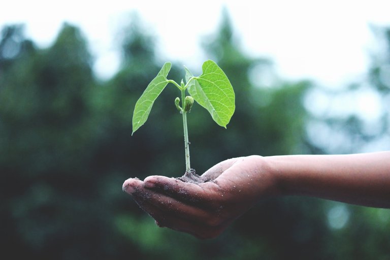 Develey sorgt sich um die Zukunft und engagiert sich deshalb für die Natur, Umwelt und Nachhaltigkeit