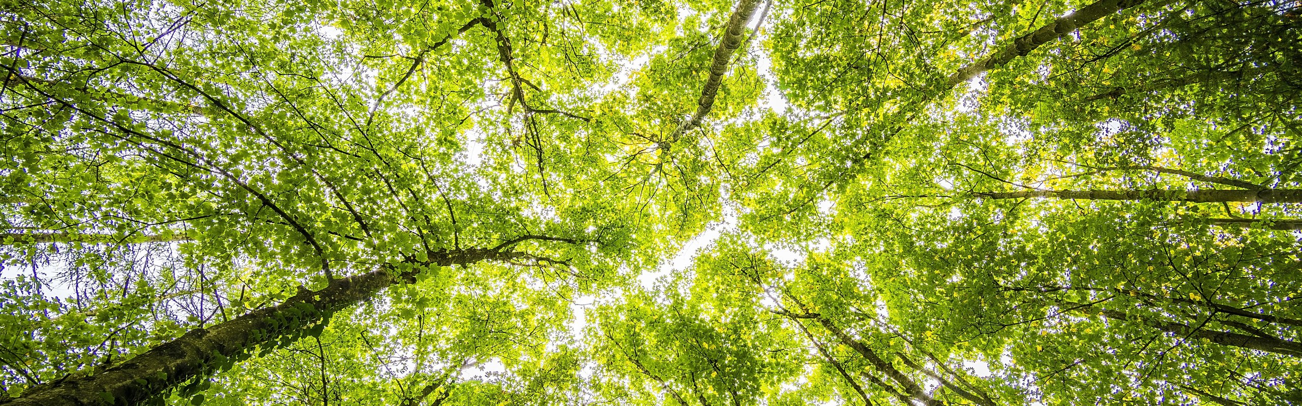 Develey ist Nachhaltigkeit wichtig: sie kümmern sich um die Natur, Umweltschutz und die Tierwelt